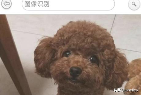 根据宠物昵称查找对应宠物:能辨别狗是什么品种的软件？
