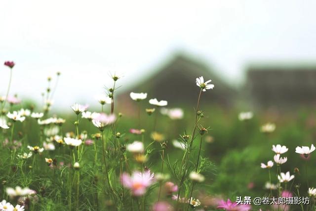 百变猫咪写真:怎么样可以一下子就能分辨出相机拍的照片，还是手机拍的照片？