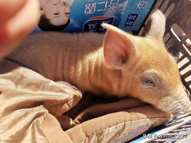 兽用狂犬疫苗种类:济宁给狗上户有什么法规，要哪些手续？