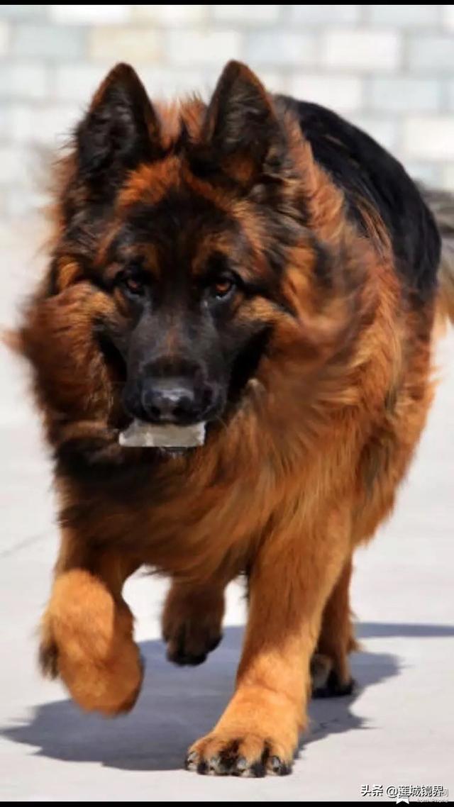 中国牧羊犬网:在中国，有哪些常见的工作犬种？