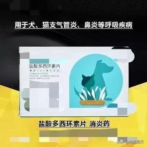 福原爱宠物医院赖教授:赖氨酸膏，是养猫必备吗？