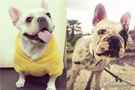 斗牛犬性格有什么缺点:斗牛犬为什么那么大脾气？