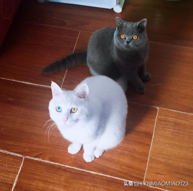 铲屎官小程序有假货吗:猫狗自动喂食器有必要买吗？