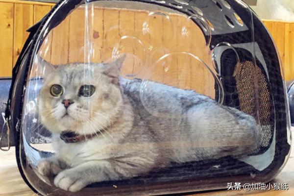 母猫绝育手术注意事项:猫咪做绝育前应该要准备些什么？