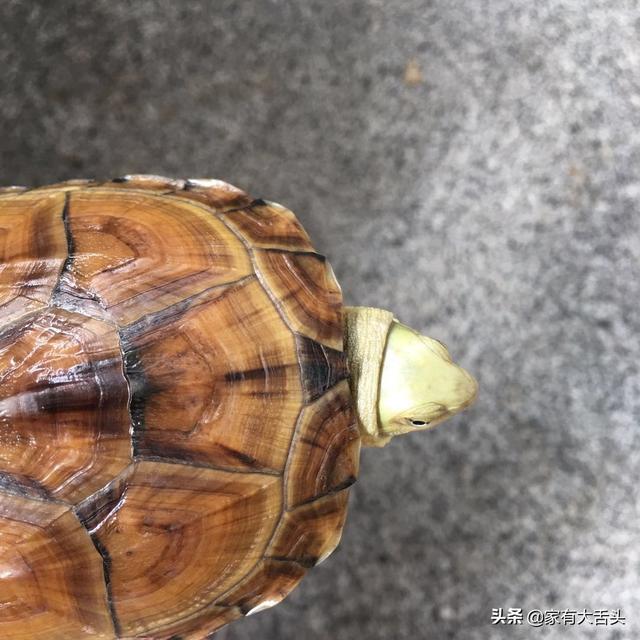 乌龟的种类图解:现在宠物龟养哪个品种，好看，价格不贵？