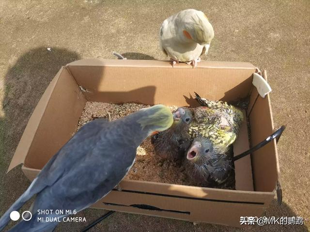玄凤鹦鹉:玄凤雏鸟要给它磨爪子磨嘴吗？为什么？ 玄凤鹦鹉会说话吗