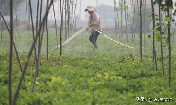 花生黑蚜虫怎么防治:花生蚜虫危害后，花生根部黑影响花生产量吗？