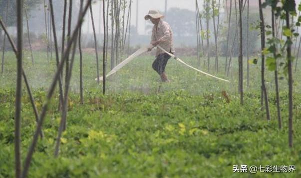 野菊花生蚜虫怎么防治:菊花蚜虫图片与防治 怎样管理花生开花季节，为什么有人未见蚜虫也喷治蚜虫的药？