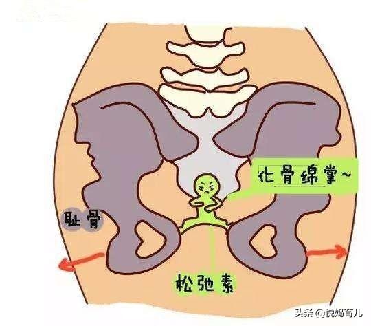 耻骨图片-耻骨位置图孕妇