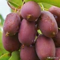 种奇异莓哪个品种最好？