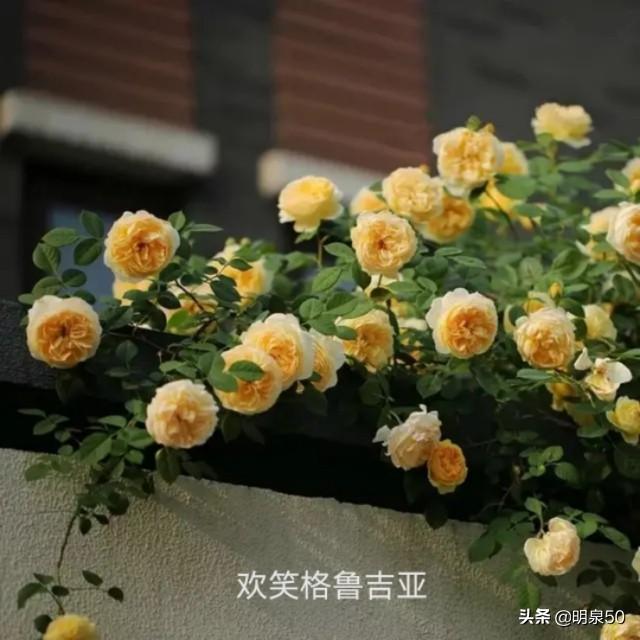 启东游行:能不能推荐一种勤花多季、有香味的爬藤月季