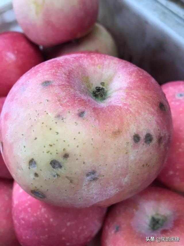 如何防治苹果套袋引起的黑点病