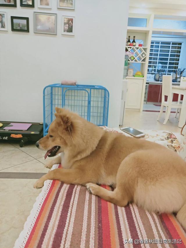 拉不拉多狗怎么训练:求助:拉布拉多幼犬怎么训练去卫生间大小便？