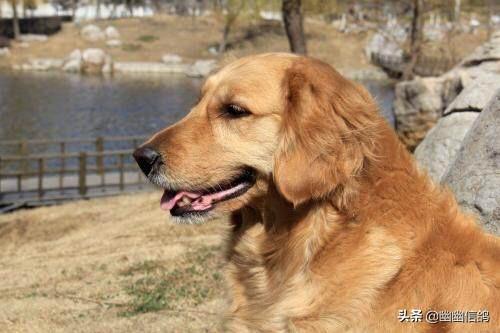 金毛犬怎么训练握手:训练金毛难不难？有什么技巧吗？