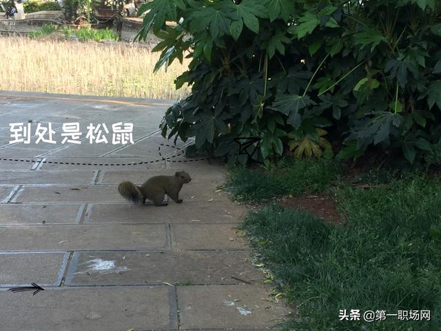 熊猫手札01:提出离职后，领导说给你一个月假，什么意思？