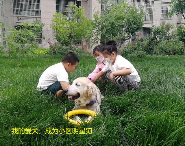 如何让狗狗进入下面图:如何才能让狗狗到指定地点上厕所？