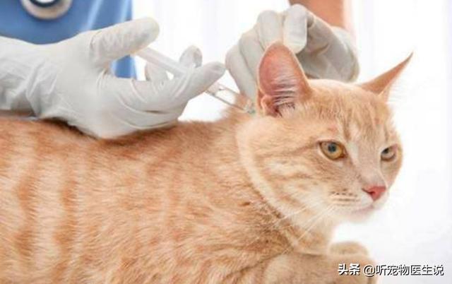 猫 心丝虫 检测:猫三联后，做抗体检测有必要吗？