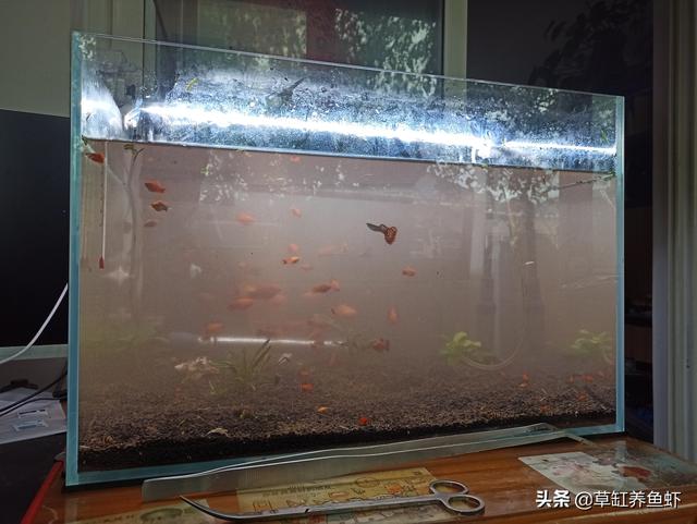 鱼缸水浑浊原因和解决方案图片:鱼缸不清澈，有点雾蒙蒙的感觉该怎么办？