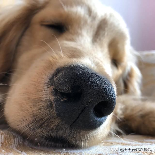 贝生吉犬是种好奇心很旺盛的狗:什么狗狗比较会撒娇？跟体型有关系吗？