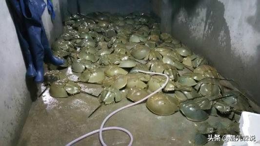 美国夫妇捕获一只紫色小松鼠:小时候经常见的翠鸟，怎么突然见不到了？