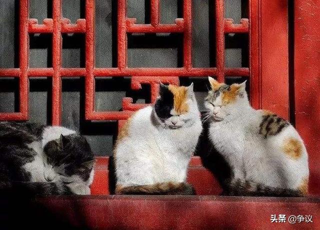 御猫:展昭为何被称为御猫？侠肝义胆的英雄到底是怎么死的？