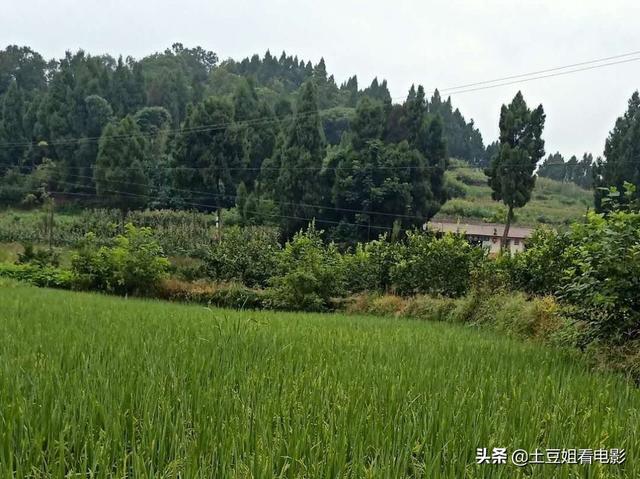 陈丽华前夫:你们身边有没有与来女士和许先生相似的家庭背景，他们过得怎样