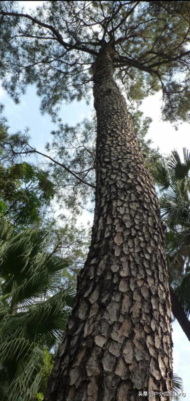 造纸用木粉生产设备,种什么树可以快速生长做纸浆呢？