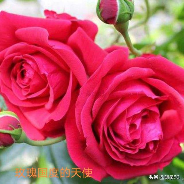 启东游行:能不能推荐一种勤花多季、有香味的爬藤月季