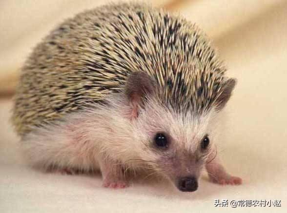 野生刺猬的生活习性:刺猬的特征和生活习性是什么？ 野生刺猬的习性