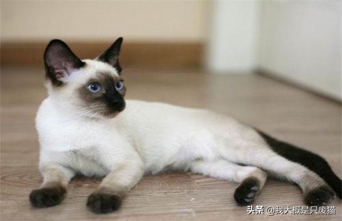 德国卷毛猫,养德文卷毛猫需要注意什么？