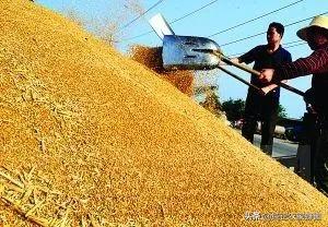 未来物价怎么走，小麦上涨空间已被打开，未来价格能走多远