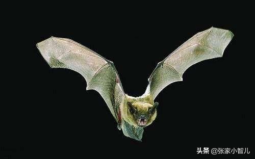 会飞的蝙蝠属于什么类:蝙蝠是不是鸟类，它是属于那种类型的动物？