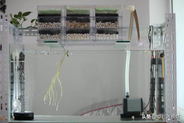 过滤器水妖精怎么用:用一个三合一水妖精和一个鱼缸就能养鱼吗？