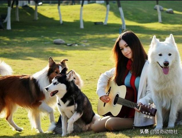 中大型犬类即将面临灭绝:狗放弃了狼的身份来到人类身边，算是成功的吗？