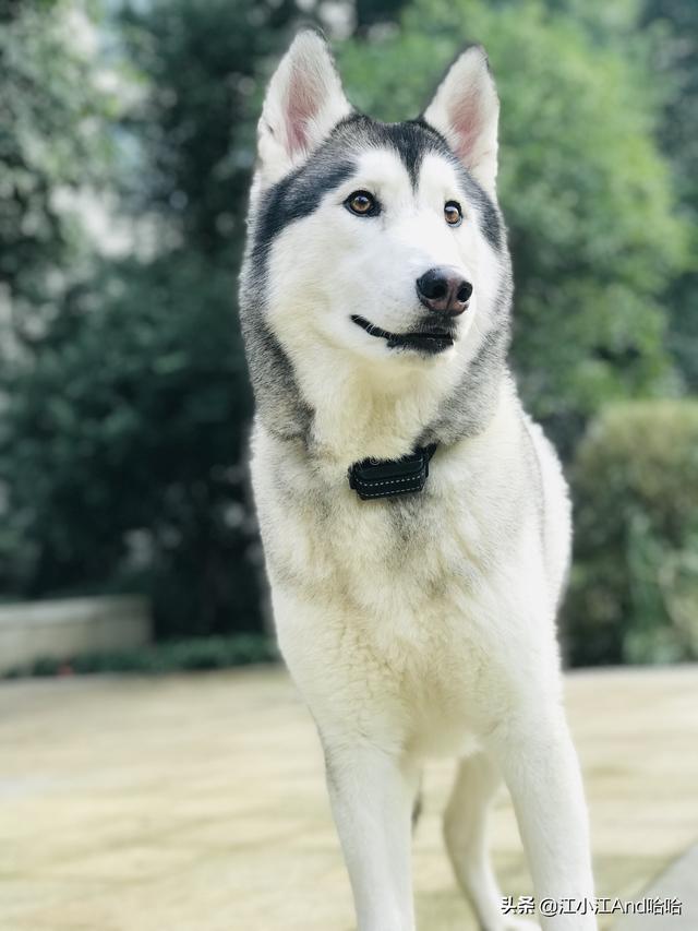 成犬哈士奇吃什么狗粮好:养哈士奇应该都喂它吃什么呢？