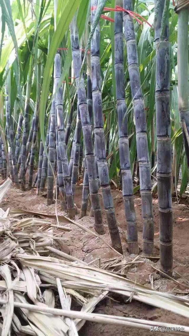 头条问答 - 紫皮甘蔗与青皮甘蔗在种植管理上有哪些共同点和不同点?