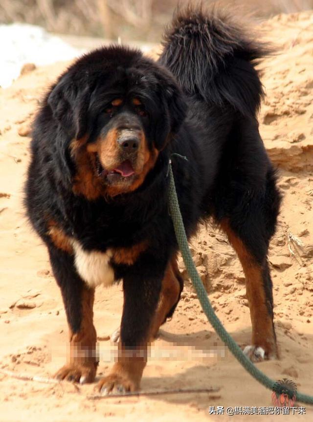 天津黑色德国牧羊犬:天津纯双血统德国牧羊犬 什么地方卖纯种德国黑背狗？
