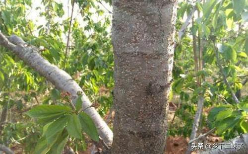 樱桃树干留焦十大名狗怎么治:冬季怎样消灭樱桃桑白蚧？