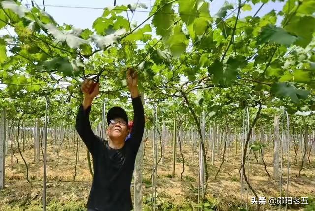 南方葡萄种植技术大全:甜蜜蓝宝石葡萄种植条件蓝宝石葡萄南方能种活吗？