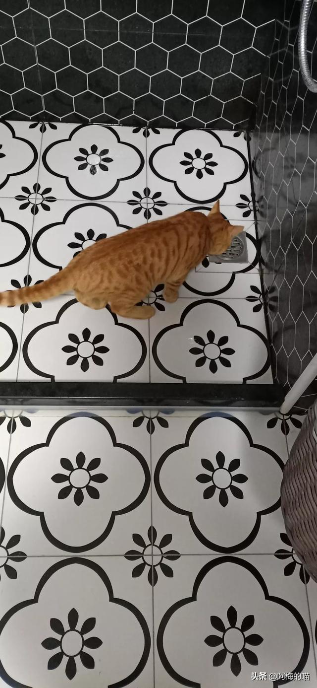 2020狗猫咪品种大全及图片:你家的猫也这样奇葩吗，有什么奇葩的地方？