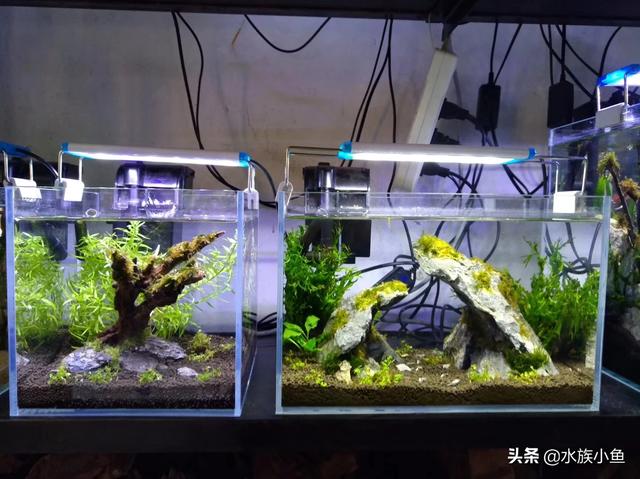 水族箱造景套餐:鱼缸不养鱼了，怎样布景省钱好看又好打理？