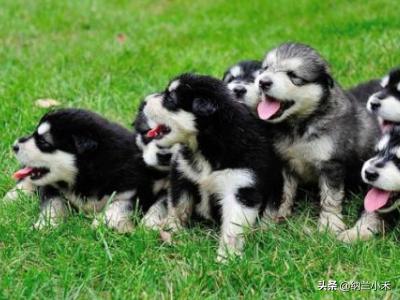 东台市阿拉斯加克利凯犬视频选犬:怎么鉴定阿拉斯加纯不纯？