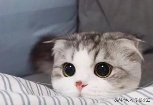 波斯猫儿 绝版视频:世界上最好看的猫是什么猫？