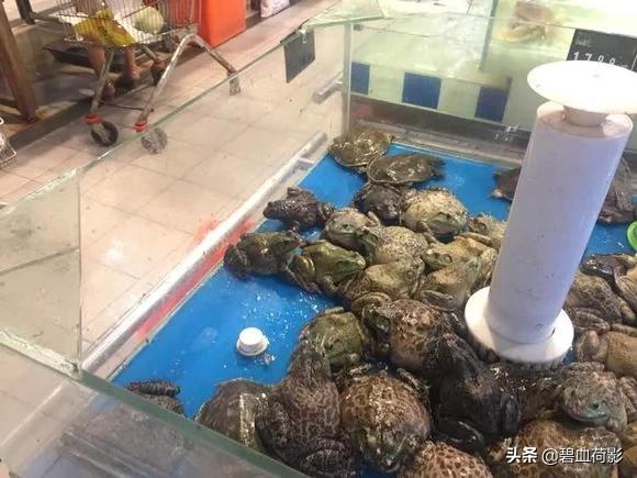 牛蛙养殖技术选益农:牛蛙养殖在冬天需要预防什么 养殖牛蛙的经济效益如何？