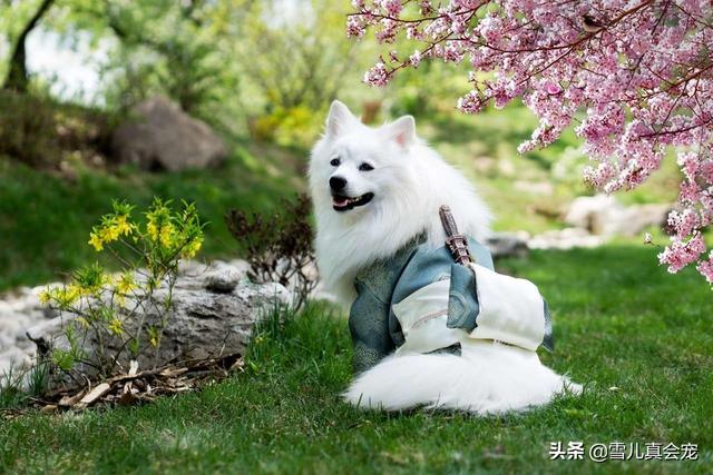 在家给宠物洗澡:自己养的宠物狗，给它洗澡被咬了，还有必要养吗，养有一年了？