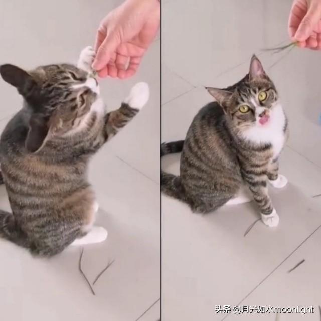 常见宠物猫的品种及图片:第一次养猫，到底选择什么品种比较合适？
