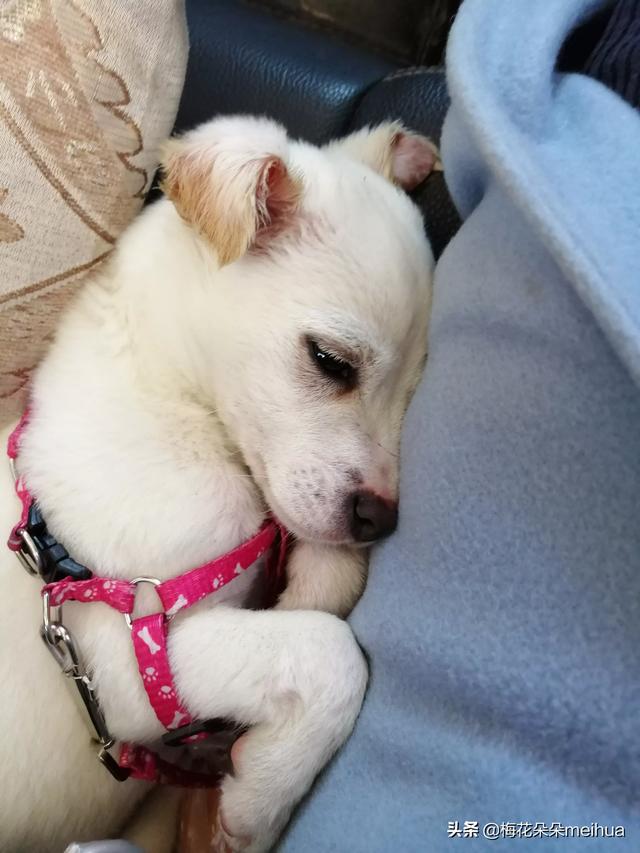 中国有波利犬吗?:我国的哪种狗可以打的过纽波利顿犬？为什么？