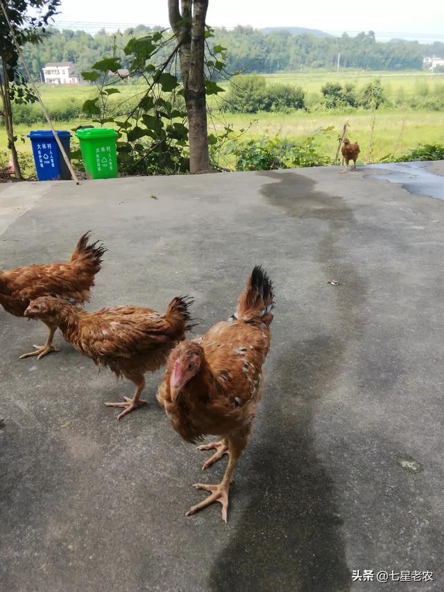 巧克力雏鸟:雏鸟饲喂不当，软脚了咋办？有什么解决的办法吗？