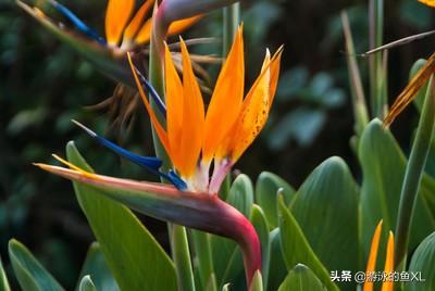 天堂鸟花:天堂鸟花叶子卷了什么原因？