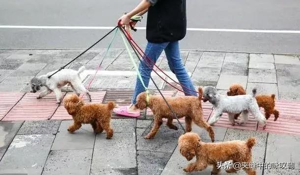 缉毒犬拉布拉多图片:国家规定城市小区不准养禽畜，狗也是六畜之一，养狗违法吗？